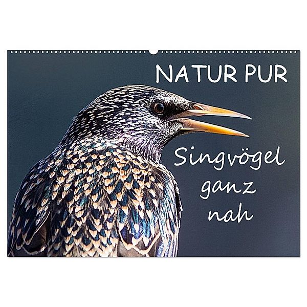 NATUR PUR - Singvögel ganz nah (Wandkalender 2024 DIN A2 quer), CALVENDO Monatskalender, Karin Dietzel