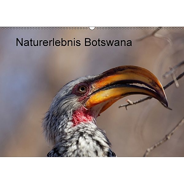 Naturerlebnis Botswana (Wandkalender 2018 DIN A2 quer), Willy Bruechle