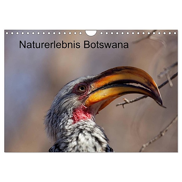 Naturerlebnis Botswana (Wandkalender 2024 DIN A4 quer), CALVENDO Monatskalender, Willy Bruechle