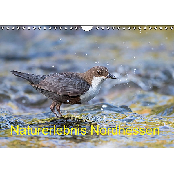 Naturerlebnis Nordhessen (Wandkalender 2019 DIN A4 quer), Wilfried Martin, Wilfried Martin (GDT)