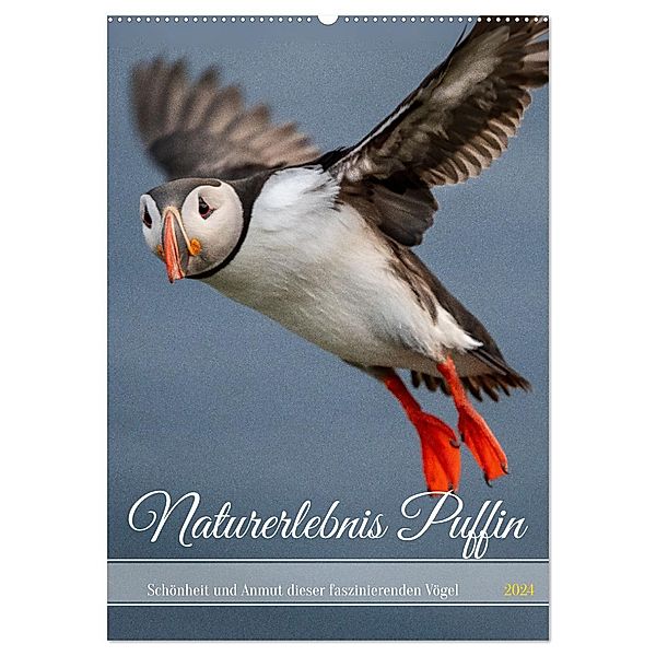 Naturerlebnis Puffin (Wandkalender 2024 DIN A2 hoch), CALVENDO Monatskalender, Calvendo, Dieter Gödecke