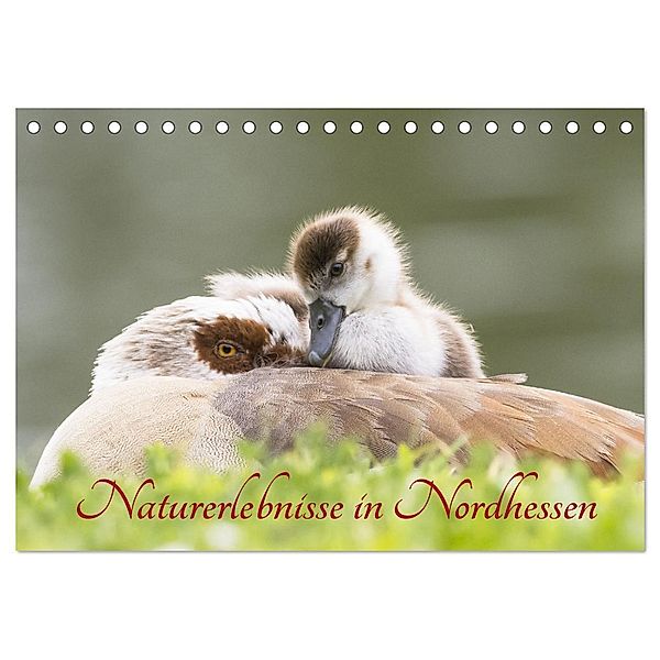 Naturerlebnisse in Nordhessen (Tischkalender 2024 DIN A5 quer), CALVENDO Monatskalender, Wilfried Martin (GDT)