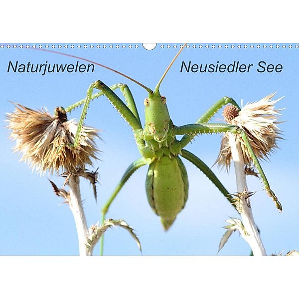 Naturjuwelen - Neusiedler See (Wandkalender 2023 DIN A3 quer), Günter Bachmeier