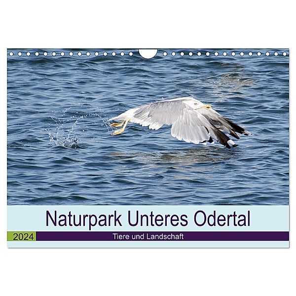 Naturpark Unteres Odertal (Wandkalender 2024 DIN A4 quer), CALVENDO Monatskalender, Uwe Widdmann