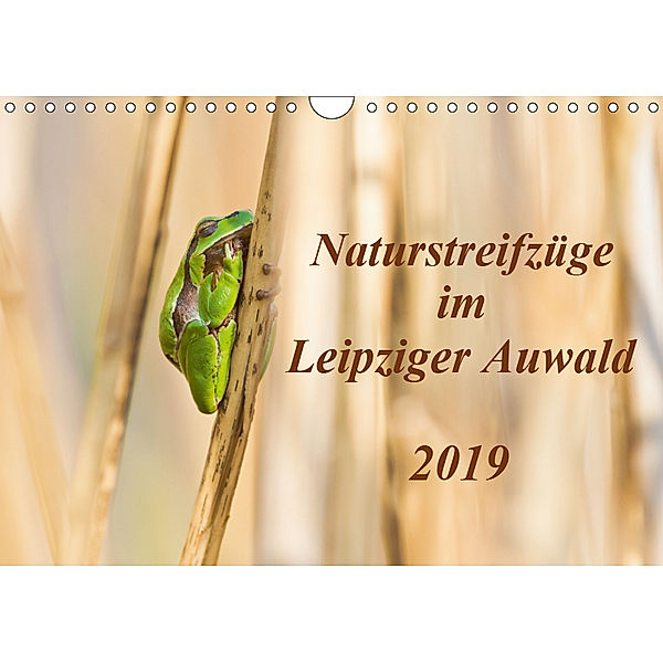 Naturstreifzüge im Leipziger Auwald (Wandkalender 2019 DIN A4 quer), Daniela Beyer