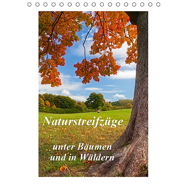 Naturstreifzüge - unter Bäumen und in Wäldern (Tischkalender 2019 DIN A5 hoch), Daniela Beyer