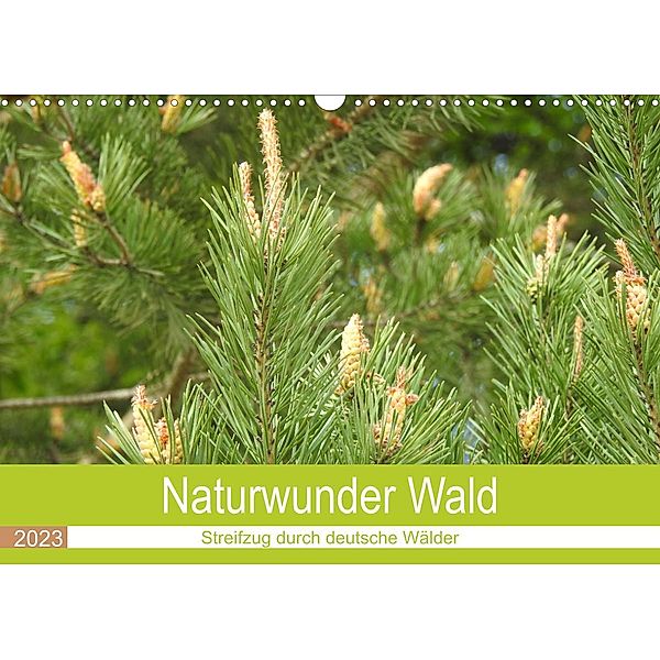 Naturwunder Wald (Wandkalender 2023 DIN A3 quer), Bettina Vier