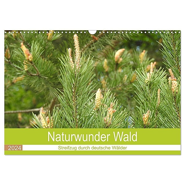 Naturwunder Wald (Wandkalender 2024 DIN A3 quer), CALVENDO Monatskalender, Bettina Vier