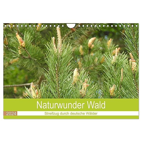 Naturwunder Wald (Wandkalender 2024 DIN A4 quer), CALVENDO Monatskalender, Bettina Vier