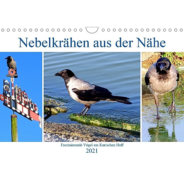 Nebelkrähen aus der Nähe - Faszinierende Vögel am Kurischen Haff (Wandkalender 2021 DIN A4 quer), Henning von Löwis of Menar, Henning von Löwis of Menar