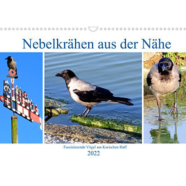 Nebelkrähen aus der Nähe - Faszinierende Vögel am Kurischen Haff (Wandkalender 2022 DIN A3 quer), Henning von Löwis of Menar, Henning von Löwis of Menar
