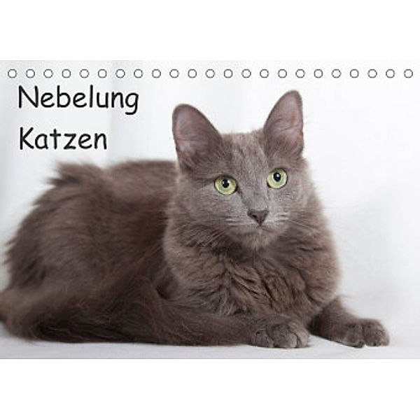 Nebelung Katzen (Tischkalender 2022 DIN A5 quer), Fotodesign Verena Scholze