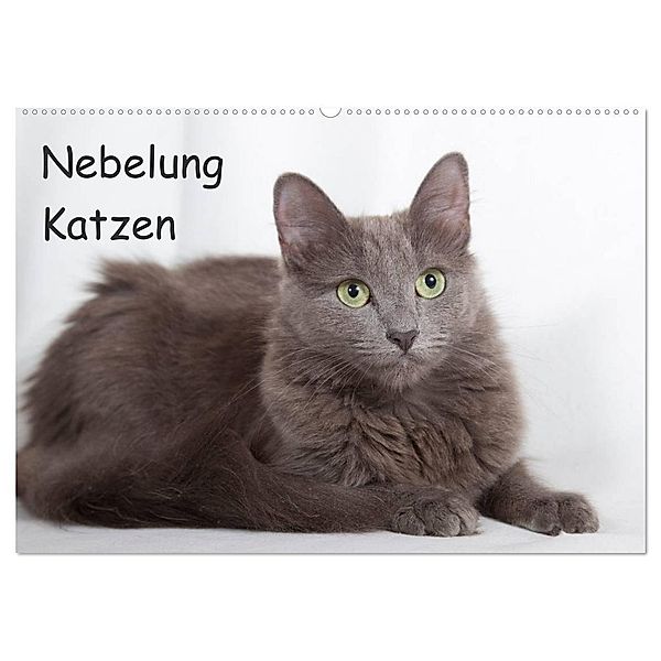 Nebelung Katzen (Wandkalender 2024 DIN A2 quer), CALVENDO Monatskalender, Fotodesign Verena Scholze