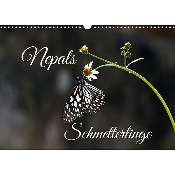 Nepals Schmetterlinge (Wandkalender 2022 DIN A3 quer), Andreas Hennighaußen