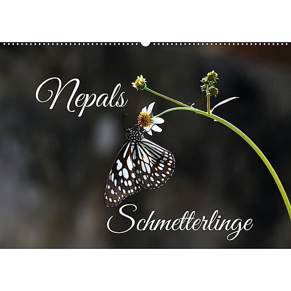 Nepals Schmetterlinge (Wandkalender 2023 DIN A2 quer), Andreas Hennighaußen