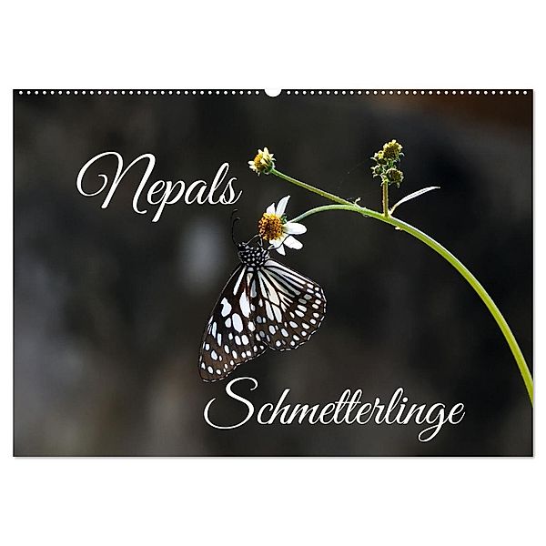 Nepals Schmetterlinge (Wandkalender 2024 DIN A2 quer), CALVENDO Monatskalender, Andreas Hennighaussen
