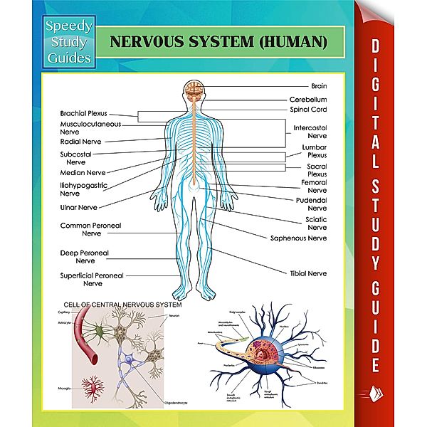 Nervous System (Human) Speedy Study Guides, Speedy Publishing