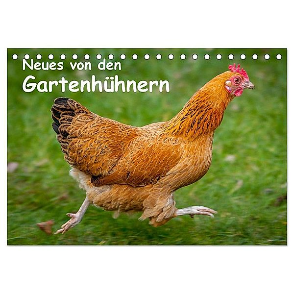 Neues von den Gartenhühnern (Tischkalender 2024 DIN A5 quer), CALVENDO Monatskalender, Britta Berkenkamp