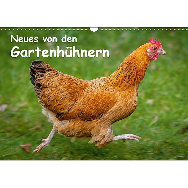 Neues von den Gartenhühnern (Wandkalender 2021 DIN A3 quer), Britta Berkenkamp