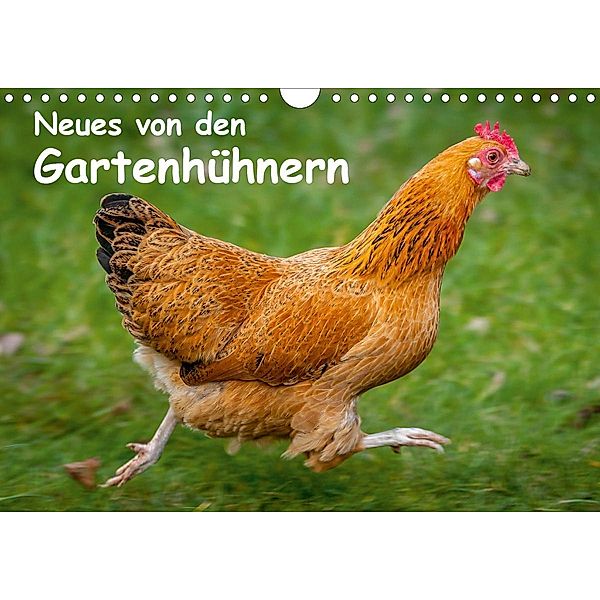 Neues von den Gartenhühnern (Wandkalender 2021 DIN A4 quer), Britta Berkenkamp