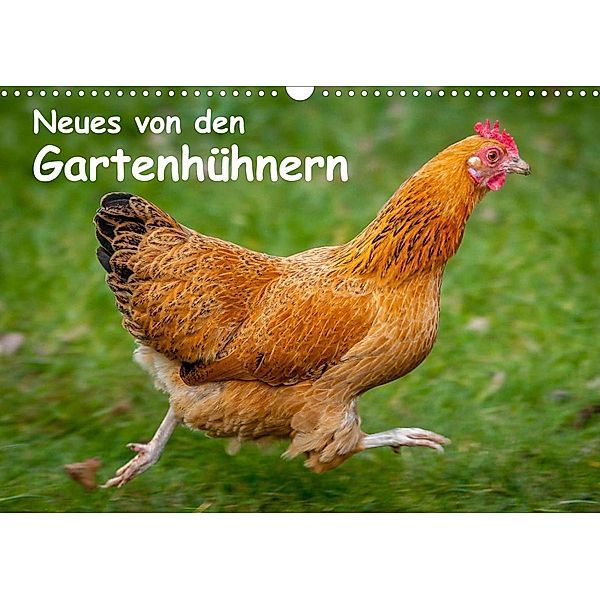Neues von den Gartenhühnern (Wandkalender 2023 DIN A3 quer), Britta Berkenkamp