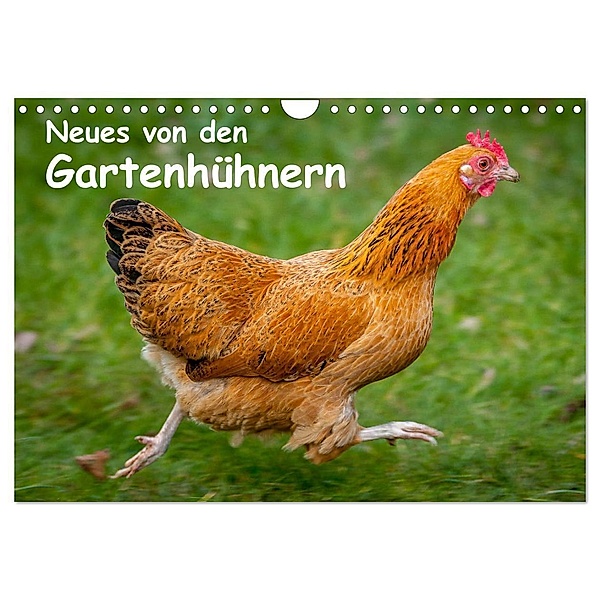 Neues von den Gartenhühnern (Wandkalender 2024 DIN A4 quer), CALVENDO Monatskalender, Britta Berkenkamp