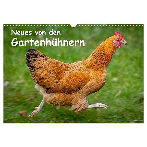 Neues von den Gartenhühnern (Wandkalender 2024 DIN A3 quer), CALVENDO Monatskalender, Britta Berkenkamp