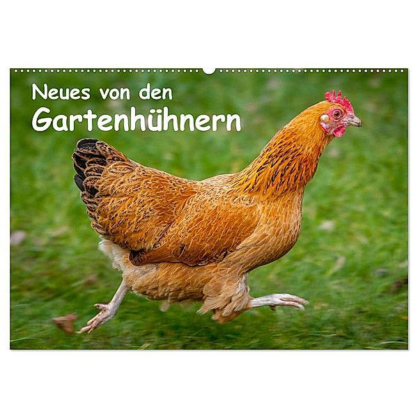 Neues von den Gartenhühnern (Wandkalender 2025 DIN A2 quer), CALVENDO Monatskalender, Calvendo, Britta Berkenkamp