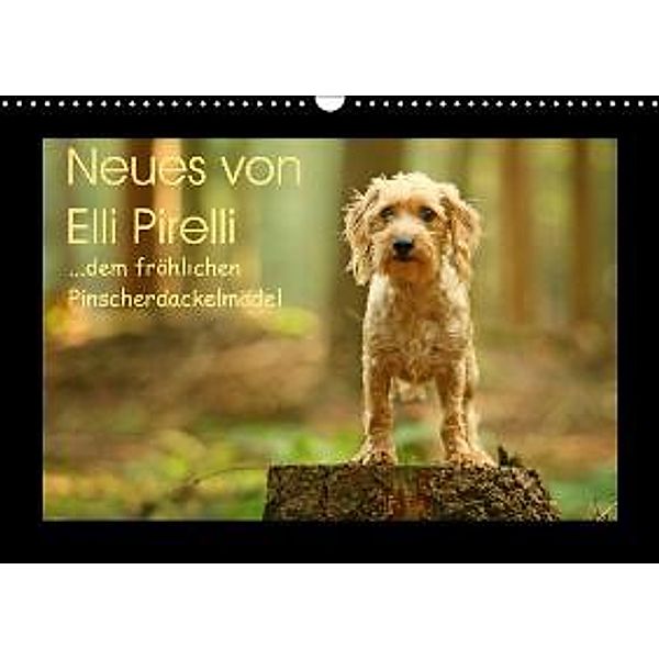Neues von Elli Pirelli, dem fröhlichen Pinscherdackelmädel (Wandkalender 2015 DIN A3 quer), Kathrin Köntopp