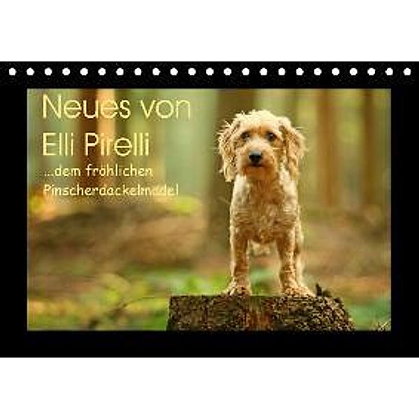 Neues von Elli Pirelli, dem fröhlichen Pinscherdackelmädel (Tischkalender 2015 DIN A5 quer), Kathrin Köntopp