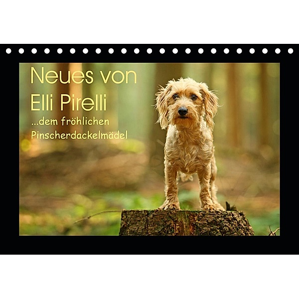Neues von Elli Pirelli, dem fröhlichen Pinscherdackelmädel (Tischkalender 2021 DIN A5 quer), Kathrin Köntopp