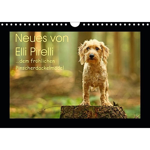 Neues von Elli Pirelli, dem fröhlichen Pinscherdackelmädel (Wandkalender 2021 DIN A4 quer), Kathrin Köntopp