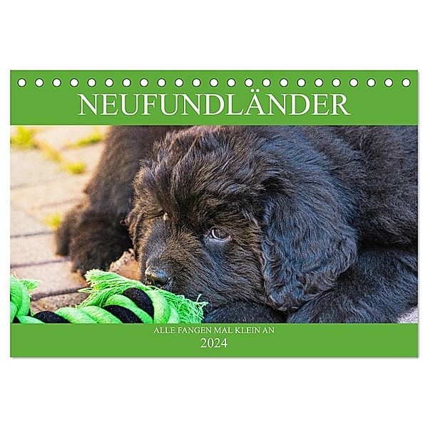 Neufundländer - Alle fangen mal klein an (Tischkalender 2024 DIN A5 quer), CALVENDO Monatskalender, Sigrid Starick