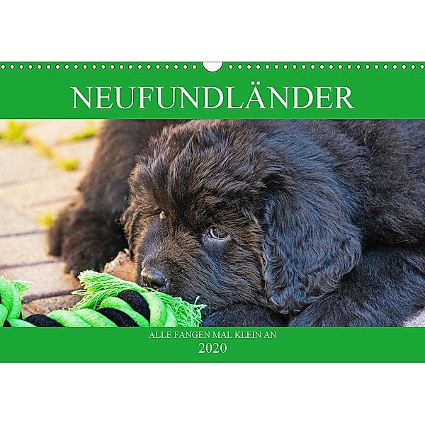 Neufundländer - Alle fangen mal klein an (Wandkalender 2020 DIN A3 quer), Sigrid Starick