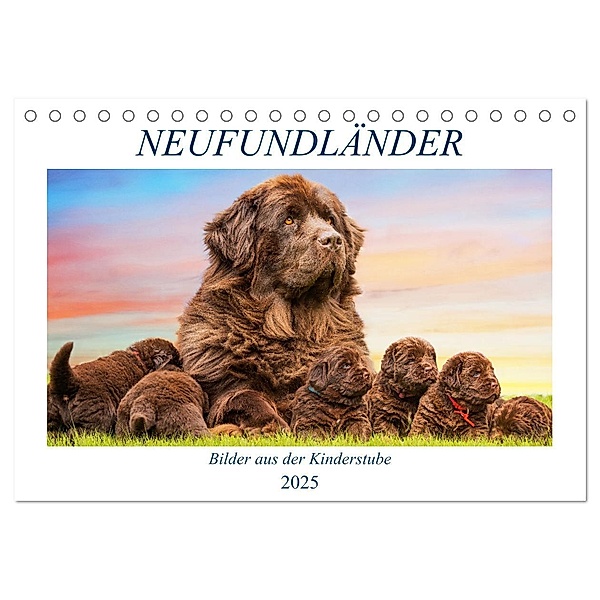 Neufundländer - Bilder aus der Kinderstube (Tischkalender 2025 DIN A5 quer), CALVENDO Monatskalender, Calvendo, Sigrid Starick
