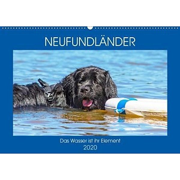 Neufundländer - Das Wasser ist ihr Element (Wandkalender 2020 DIN A2 quer), Sigrid Starick