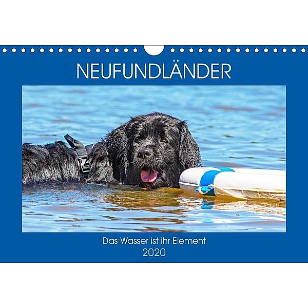 Neufundländer - Das Wasser ist ihr Element (Wandkalender 2020 DIN A4 quer), Sigrid Starick