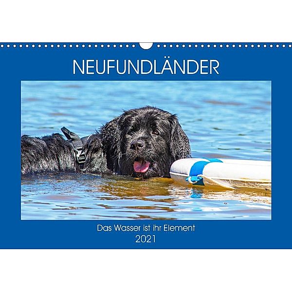 Neufundländer - Das Wasser ist ihr Element (Wandkalender 2021 DIN A3 quer), Sigrid Starick