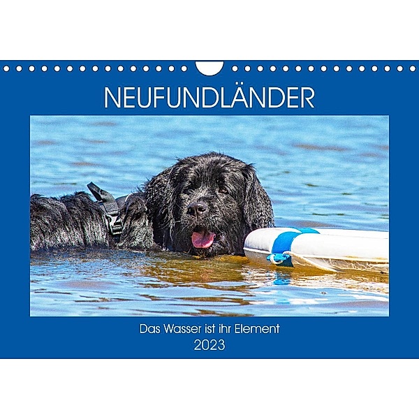 Neufundländer - Das Wasser ist ihr Element (Wandkalender 2023 DIN A4 quer), Sigrid Starick