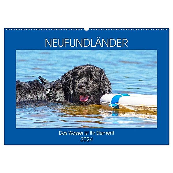 Neufundländer - Das Wasser ist ihr Element (Wandkalender 2024 DIN A2 quer), CALVENDO Monatskalender, Sigrid Starick
