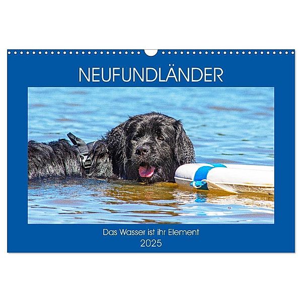 Neufundländer - Das Wasser ist ihr Element (Wandkalender 2025 DIN A3 quer), CALVENDO Monatskalender, Calvendo, Sigrid Starick