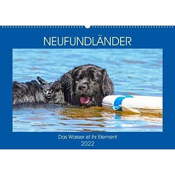 Neufundländer - Das Wasser ist ihr Element (Premium, hochwertiger DIN A2 Wandkalender 2022, Kunstdruck in Hochglanz), Sigrid Starick