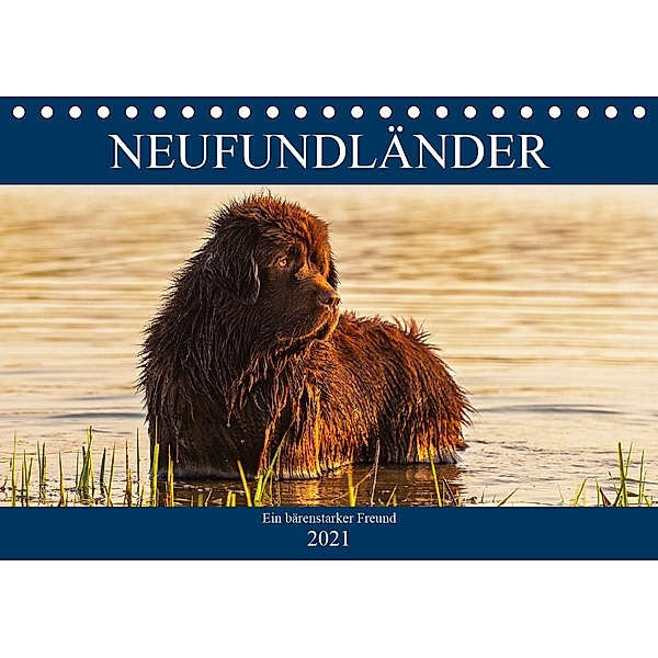 Neufundländer - Ein bärenstarker Freund (Tischkalender 2021 DIN A5 quer), Sigrid Starick