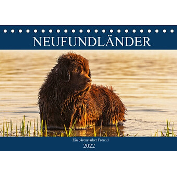 Neufundländer - Ein bärenstarker Freund (Tischkalender 2022 DIN A5 quer), Sigrid Starick