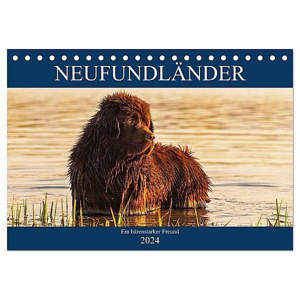 Neufundländer - Ein bärenstarker Freund (Tischkalender 2024 DIN A5 quer), CALVENDO Monatskalender, Sigrid Starick