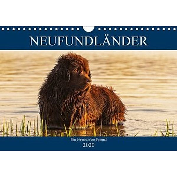 Neufundländer - Ein bärenstarker Freund (Wandkalender 2020 DIN A4 quer), Sigrid Starick