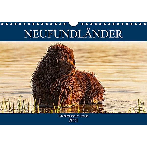 Neufundländer - Ein bärenstarker Freund (Wandkalender 2021 DIN A4 quer), Sigrid Starick