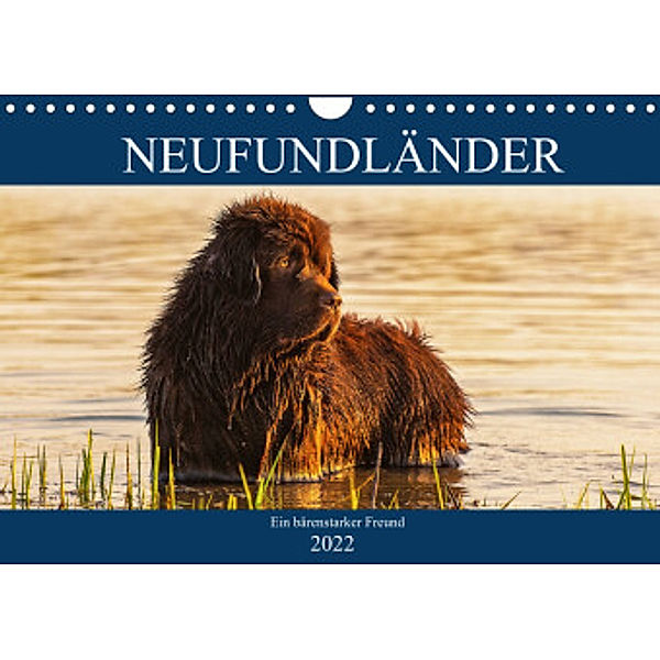 Neufundländer - Ein bärenstarker Freund (Wandkalender 2022 DIN A4 quer), Sigrid Starick