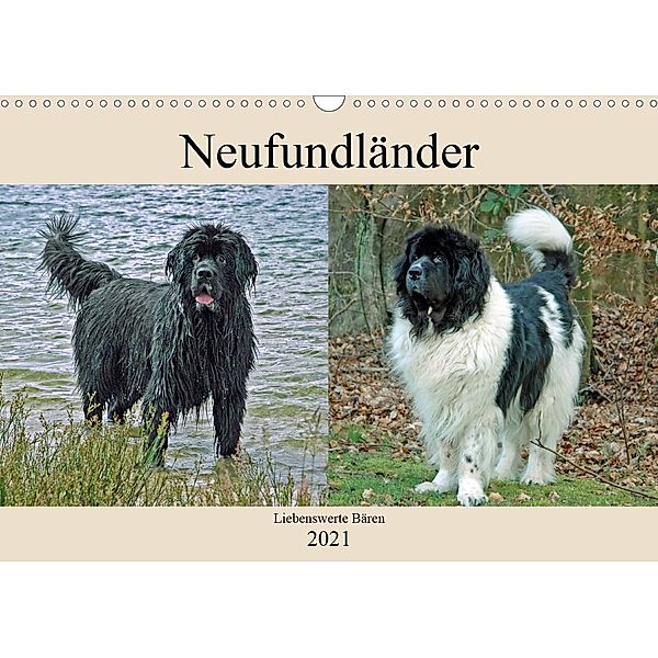 Neufundländer Liebenswerte Bären (Wandkalender 2021 DIN A3 quer), Claudia Kleemann