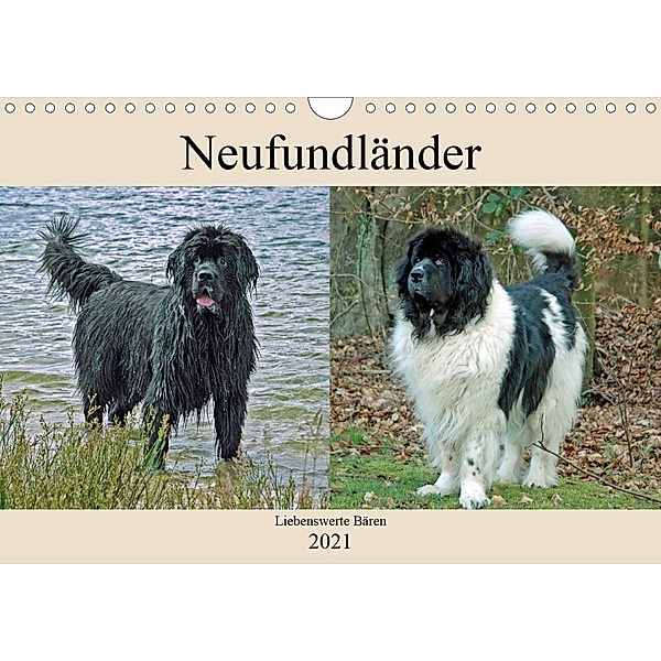 Neufundländer Liebenswerte Bären (Wandkalender 2021 DIN A4 quer), Claudia Kleemann